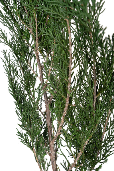 Crenguta conservata de Cypress H40-60 cm. verde