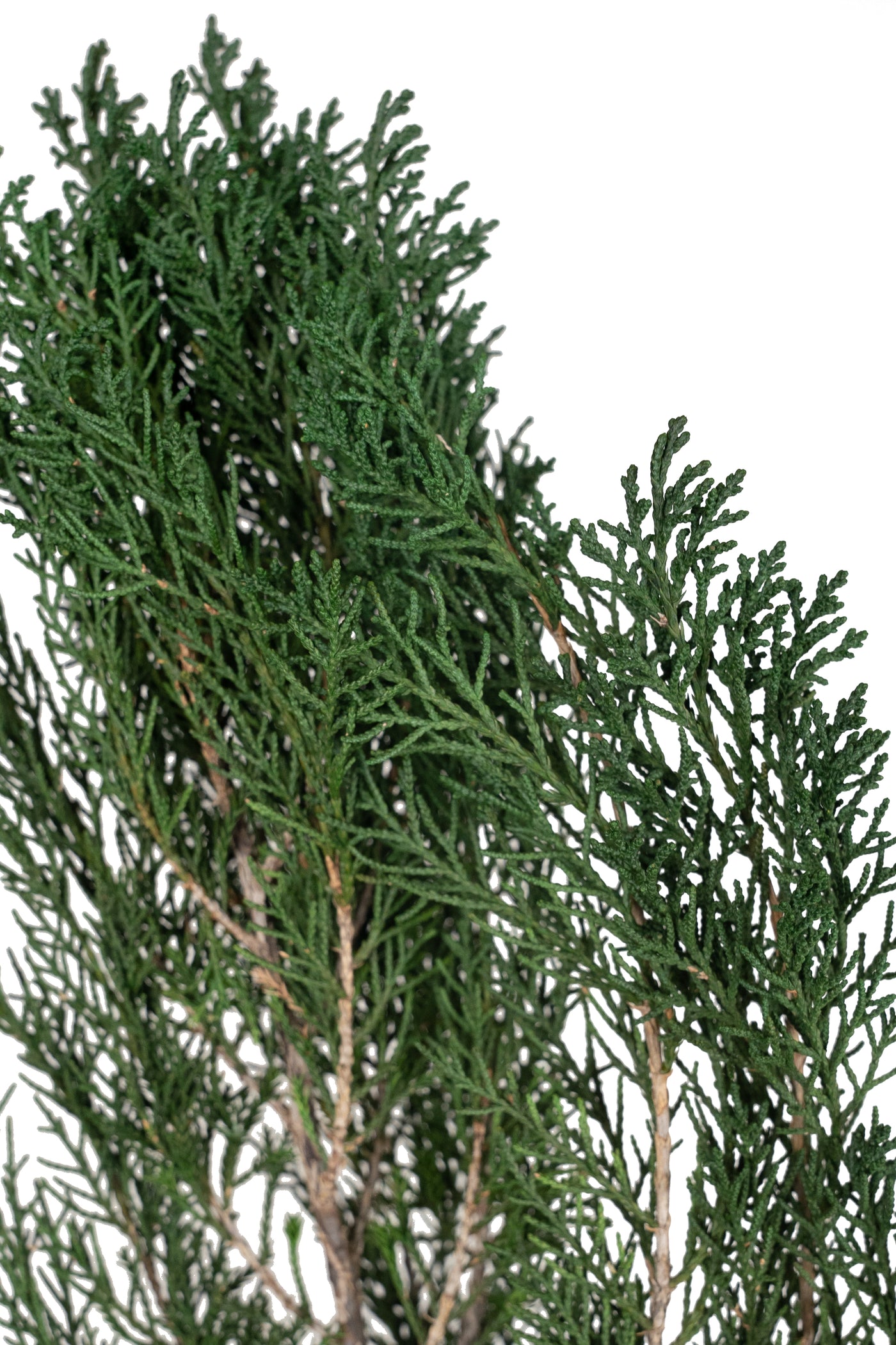 Crenguta conservata de Cypress H40-60 cm. verde