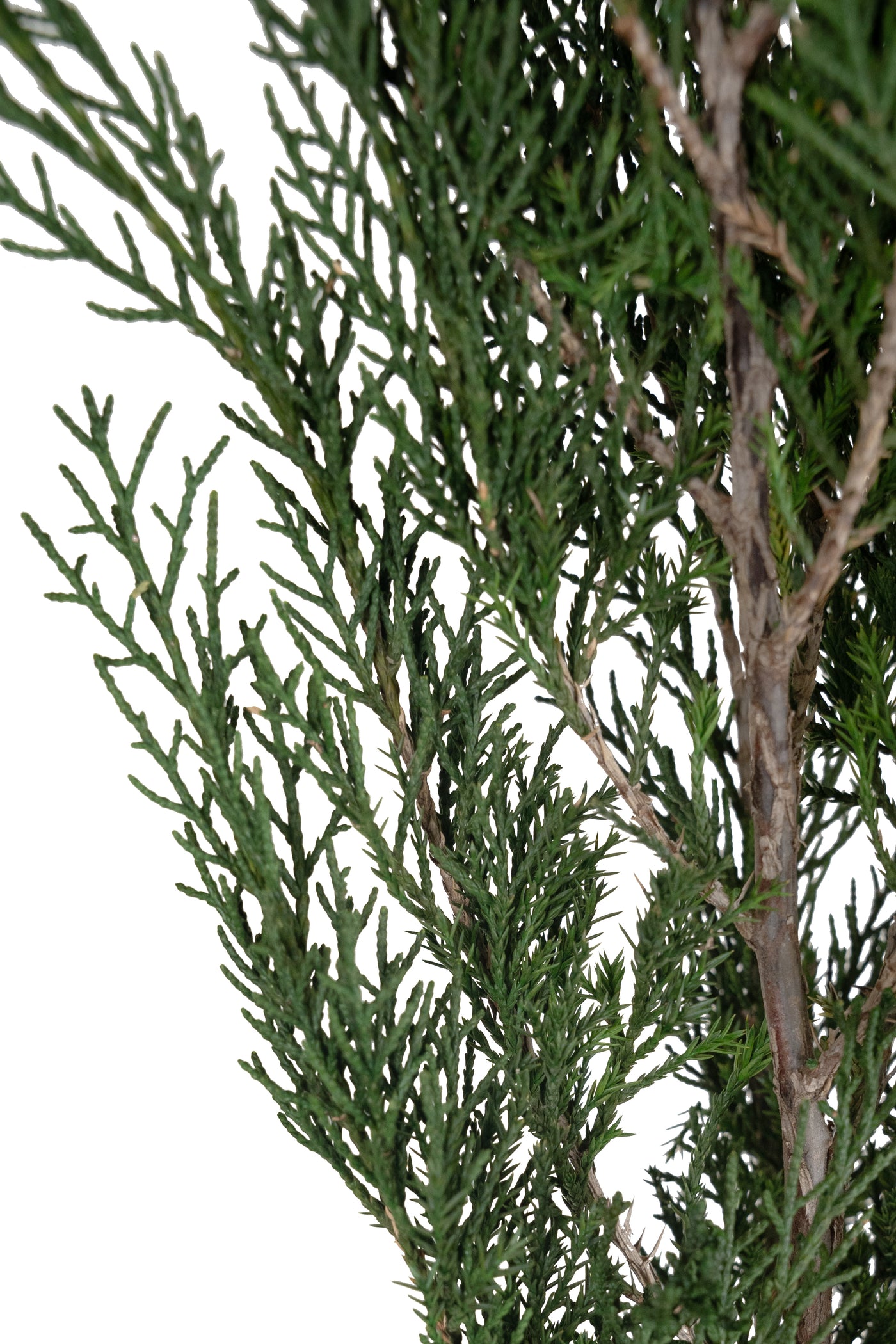 Crenguta conservata de Cypress H40-60 cm. verde