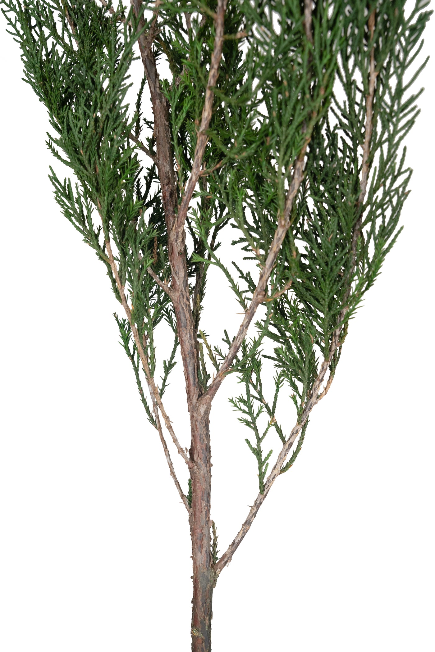 Crenguta conservata de Cypress H40-60 cm. verde