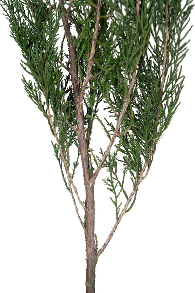Crenguta conservata de Cypress H40-60 cm. verde