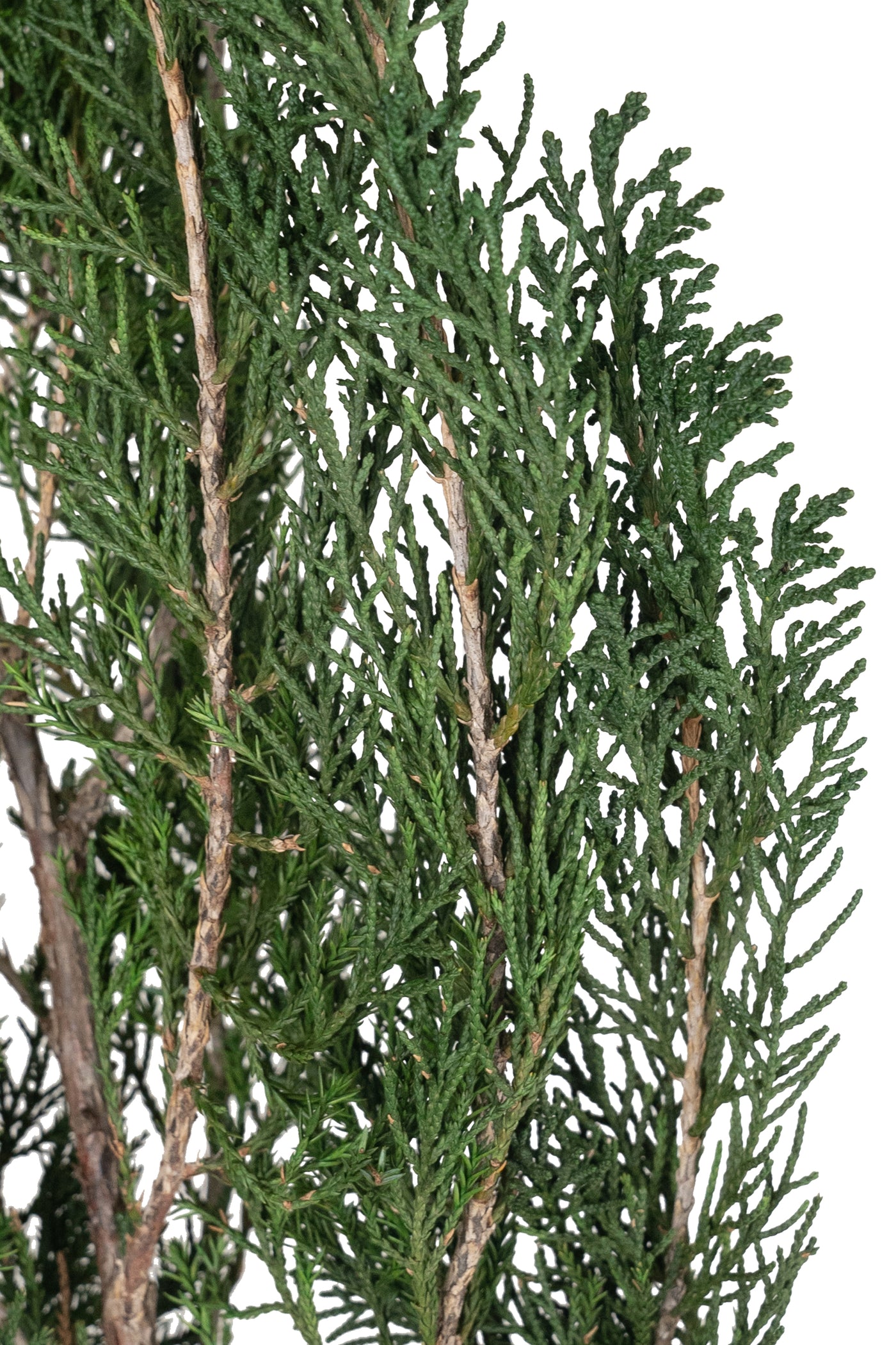 Crenguta conservata de Cypress H40-60 cm. verde