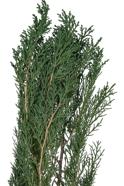 Crenguta conservata de Cypress H40-60 cm. verde