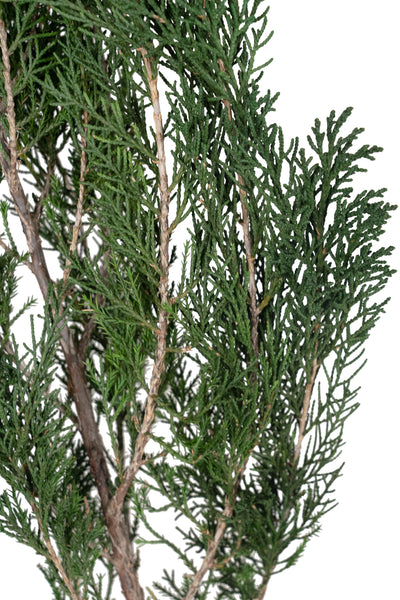 Crenguta conservata de Cypress H40-60 cm. verde