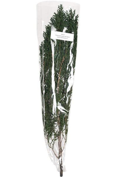 Crenguta conservata de Cypress H40-60 cm. verde