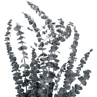 Crenguta conservata de Eucalipt Baby H60-70 cm. verde