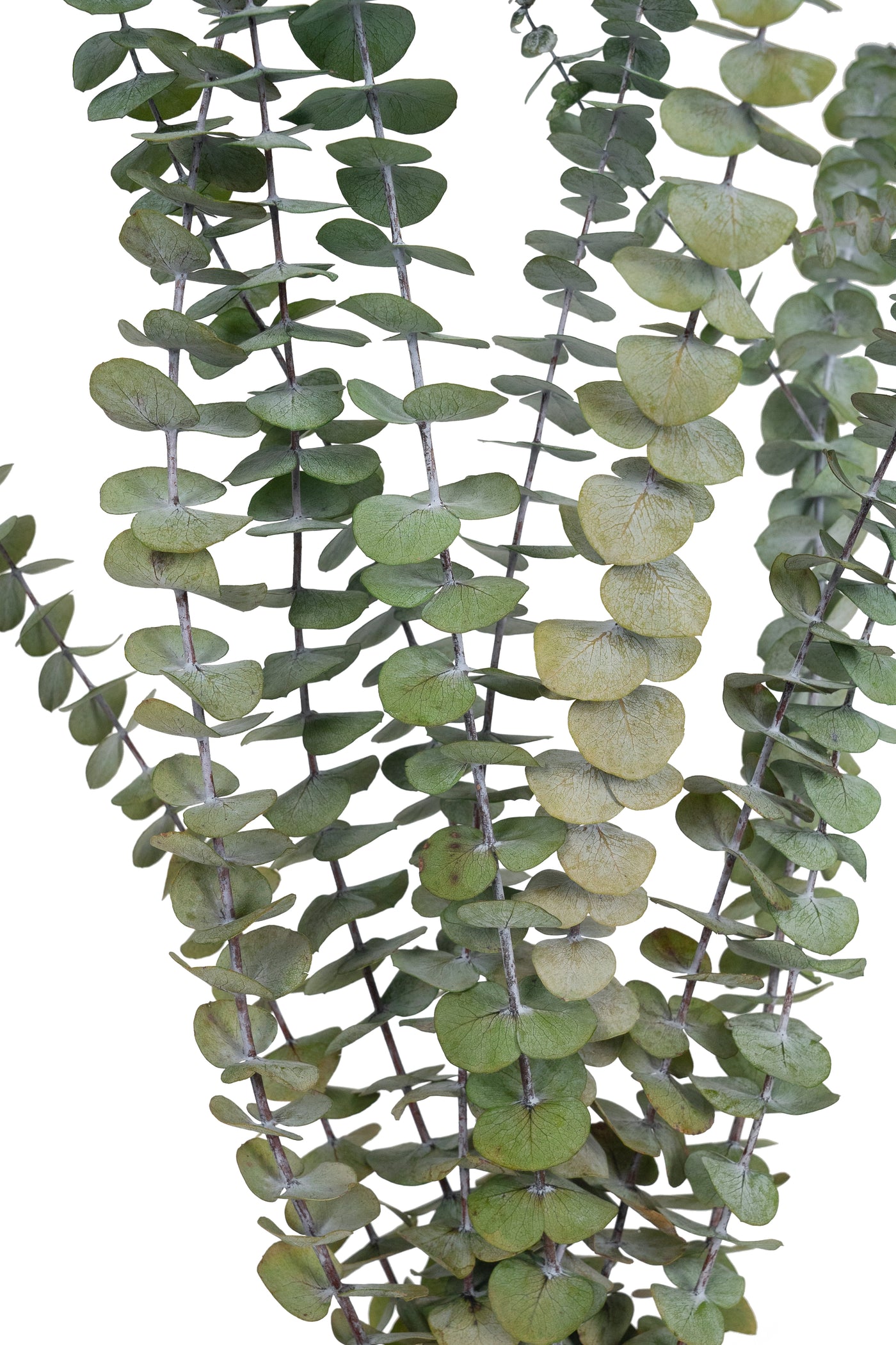 Crenguta conservata de Eucalipt Baby H60-70 cm. verde inchis RR1