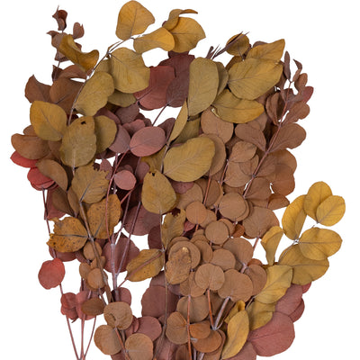 Crenguta conservata de Eucalipt cinerea H50-80 cm. caramiziu