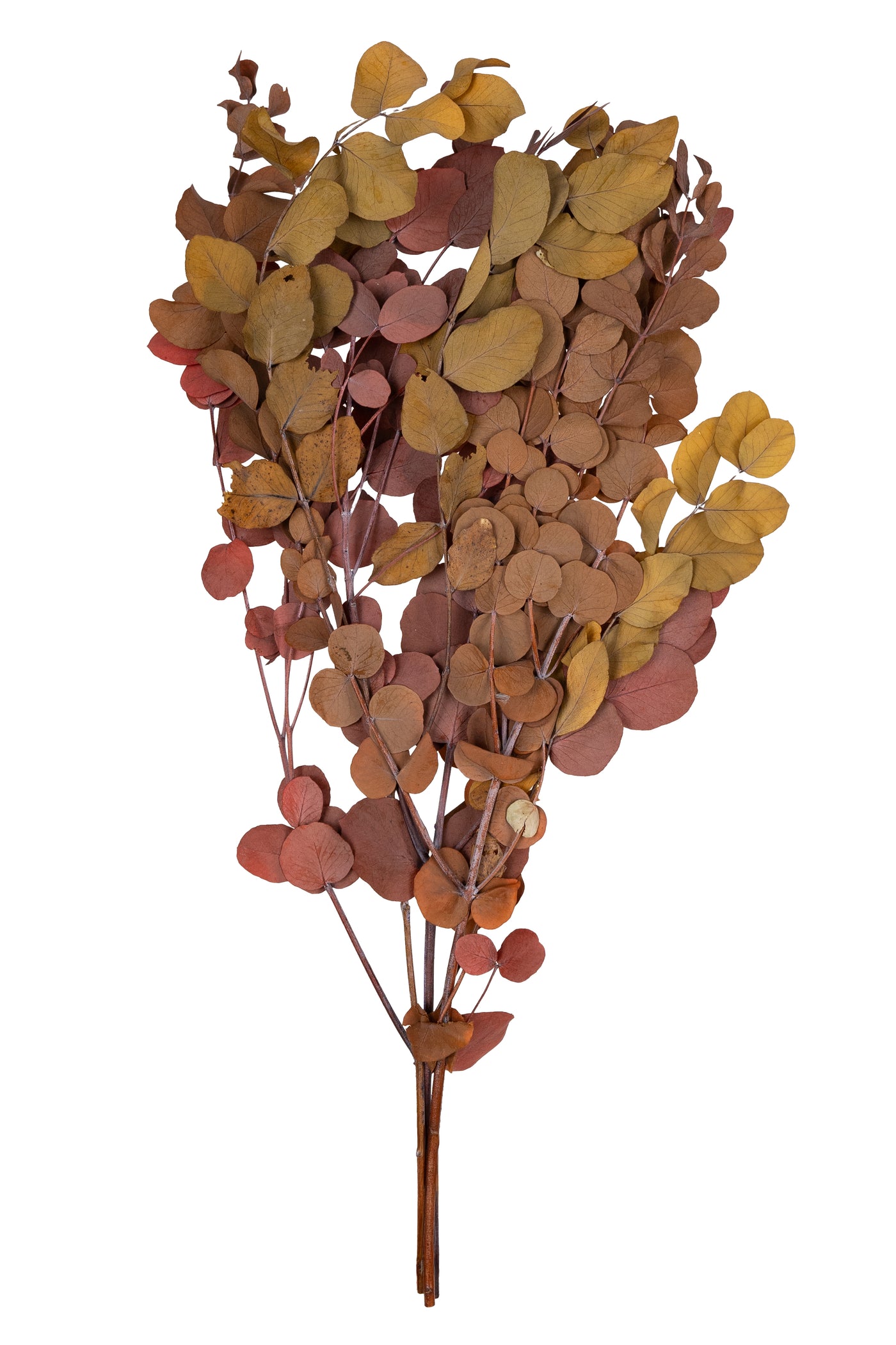 Crenguta conservata de Eucalipt cinerea H50-80 cm. caramiziu