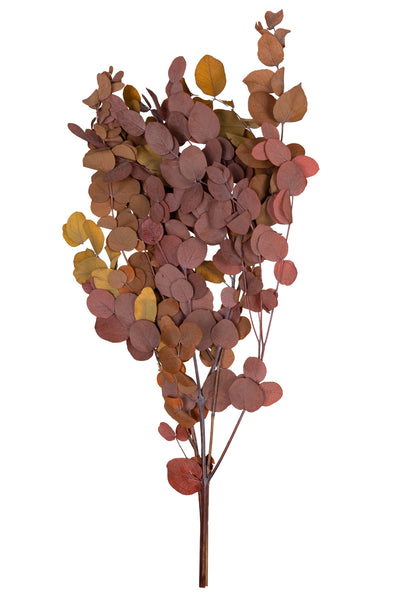 Crenguta conservata de Eucalipt cinerea H50-80 cm. caramiziu