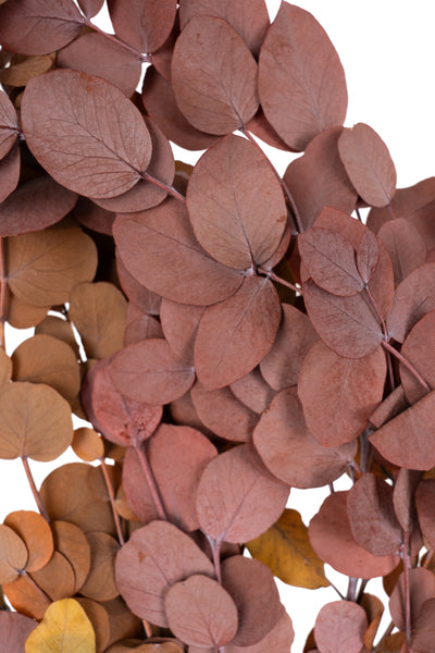 Crenguta conservata de Eucalipt cinerea H50-80 cm. caramiziu