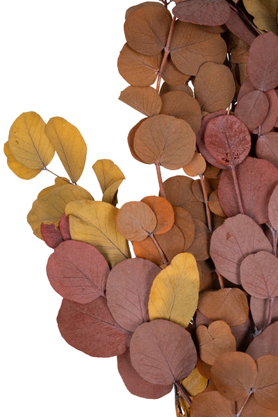 Crenguta conservata de Eucalipt cinerea H50-80 cm. caramiziu