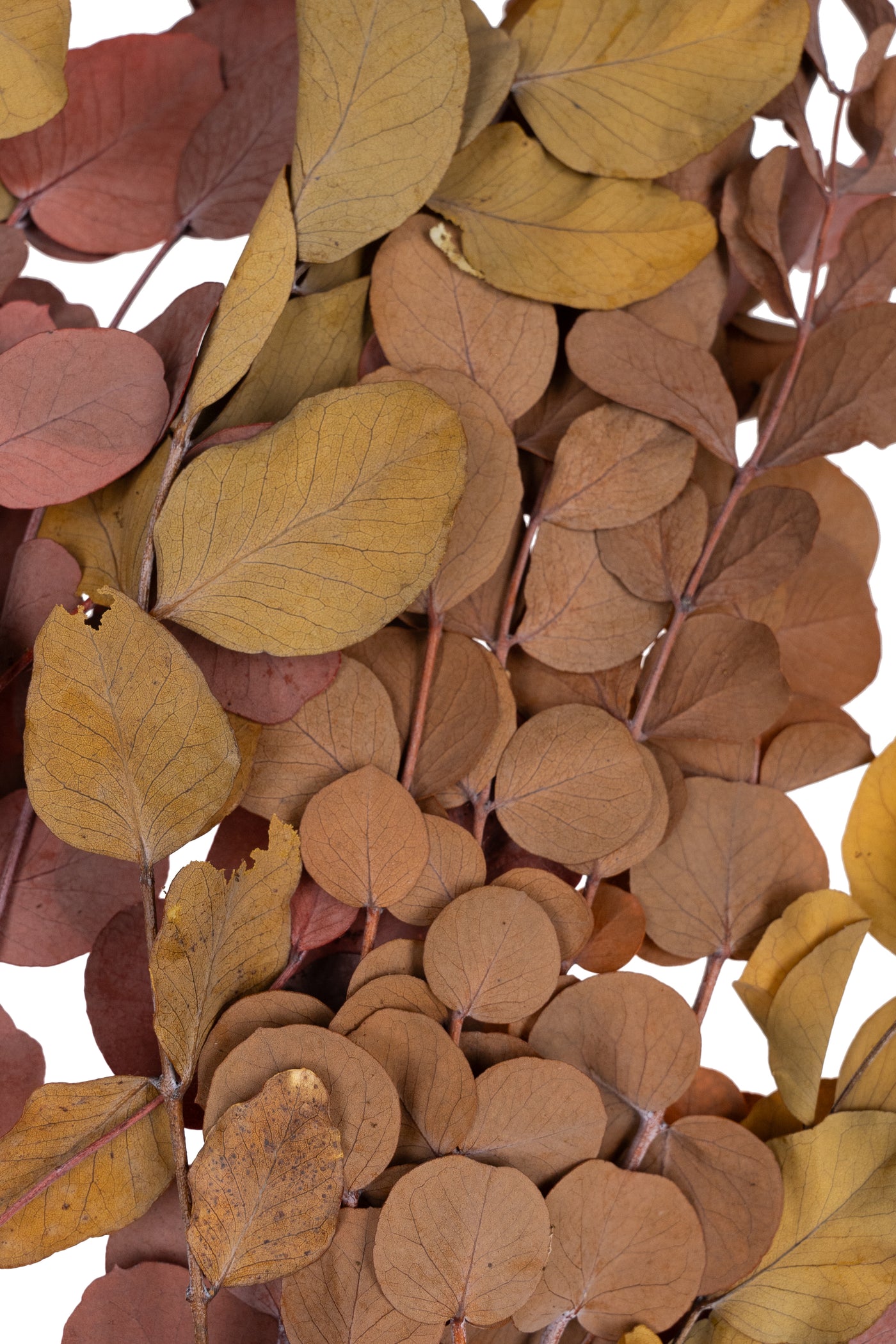 Crenguta conservata de Eucalipt cinerea H50-80 cm. caramiziu