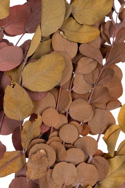 Crenguta conservata de Eucalipt cinerea H50-80 cm. caramiziu