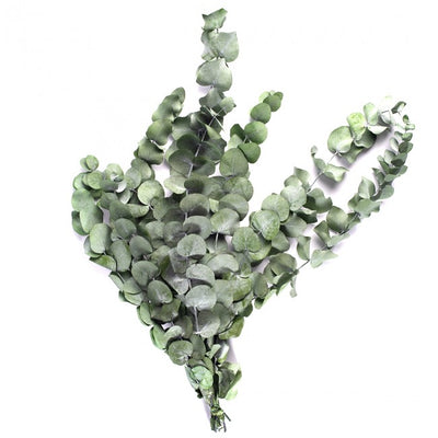 Crenguta conservata de Eucalipt cinerea H50-80 cm. verde-gri