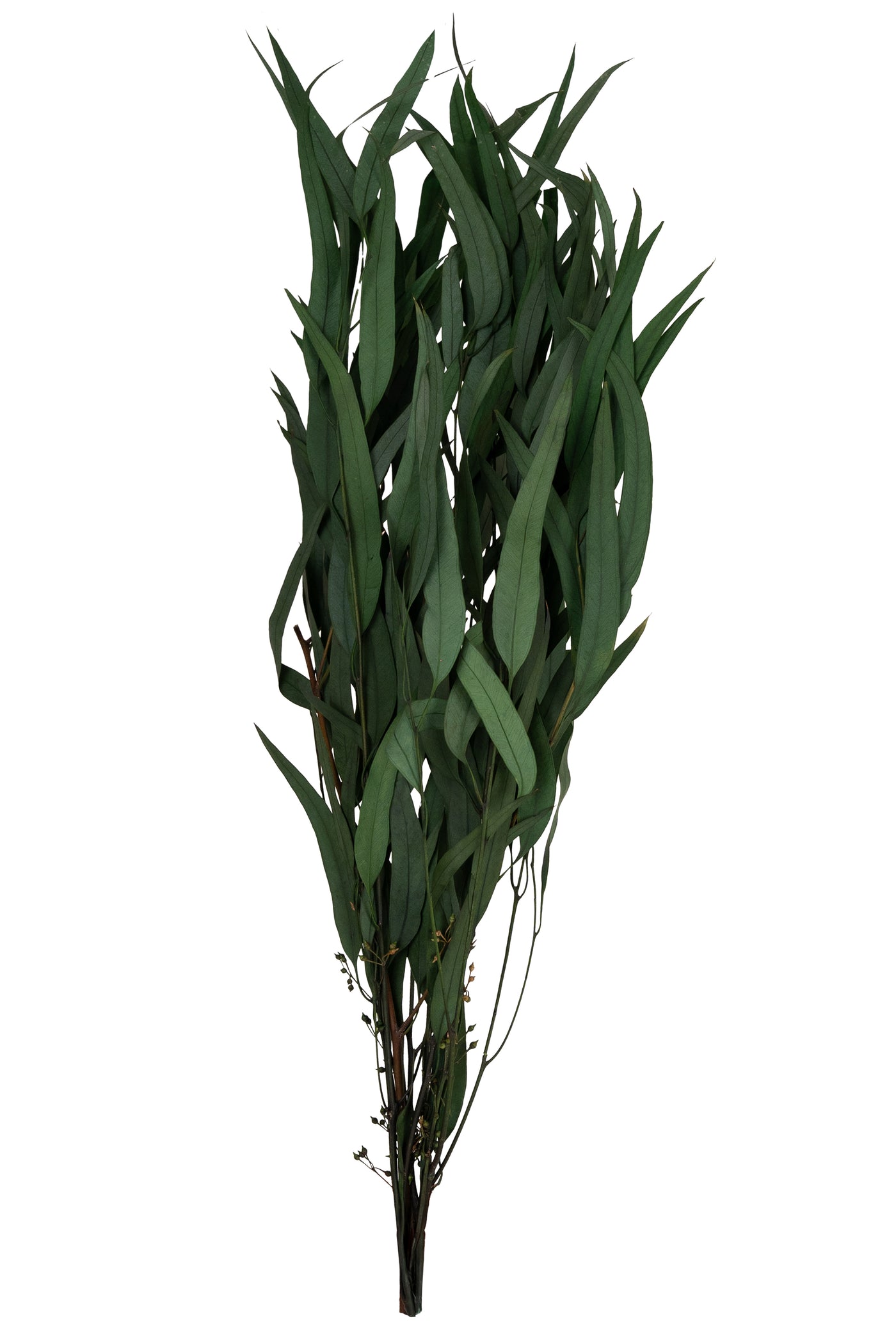 Crenguta conservata de Eucalipt nicoly H40-80 cm verde deschis