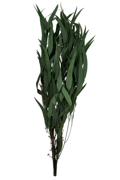 Crenguta conservata de Eucalipt nicoly H40-80 cm verde deschis