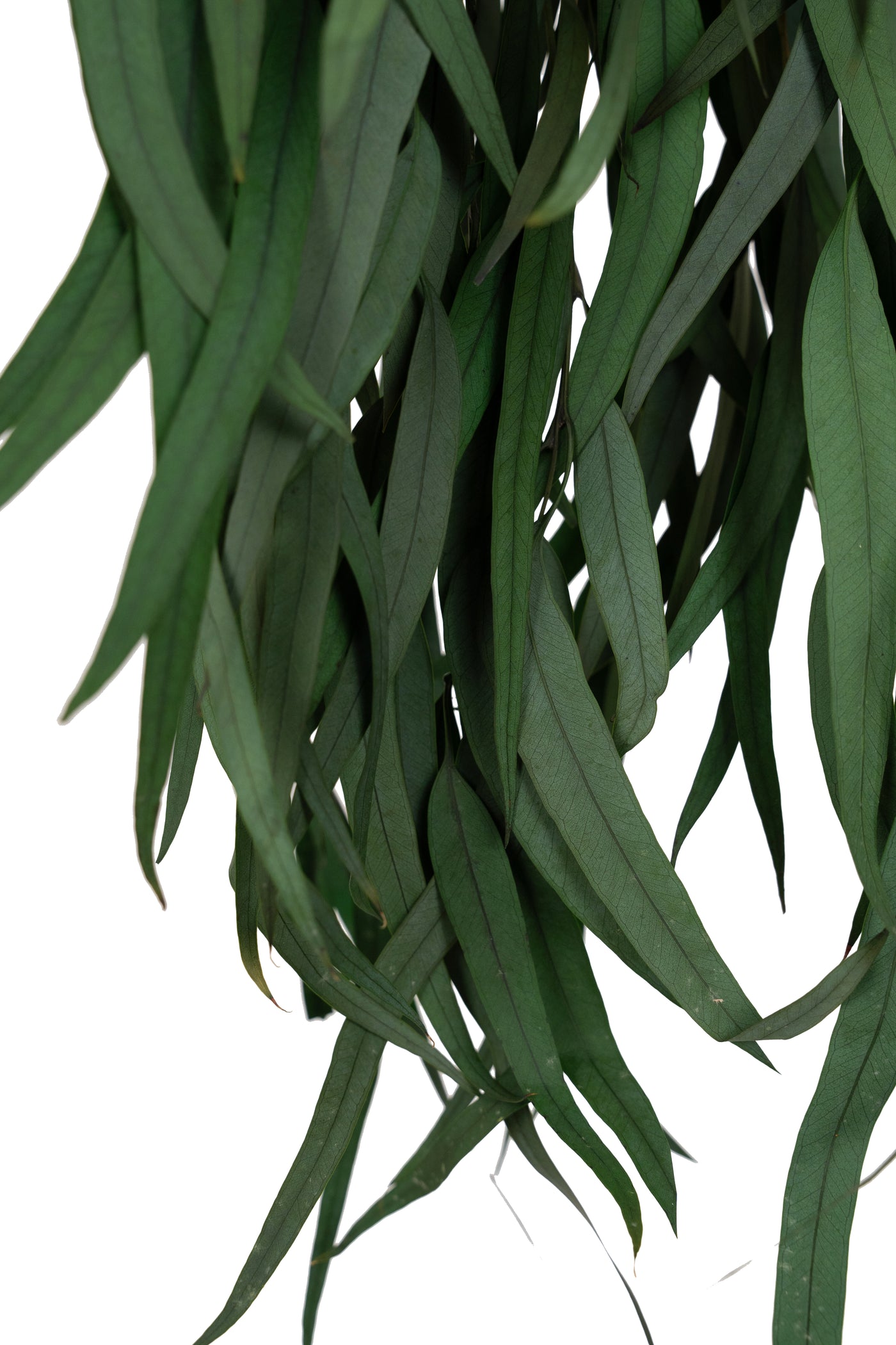 Crenguta conservata de Eucalipt nicoly H40-80 cm verde deschis