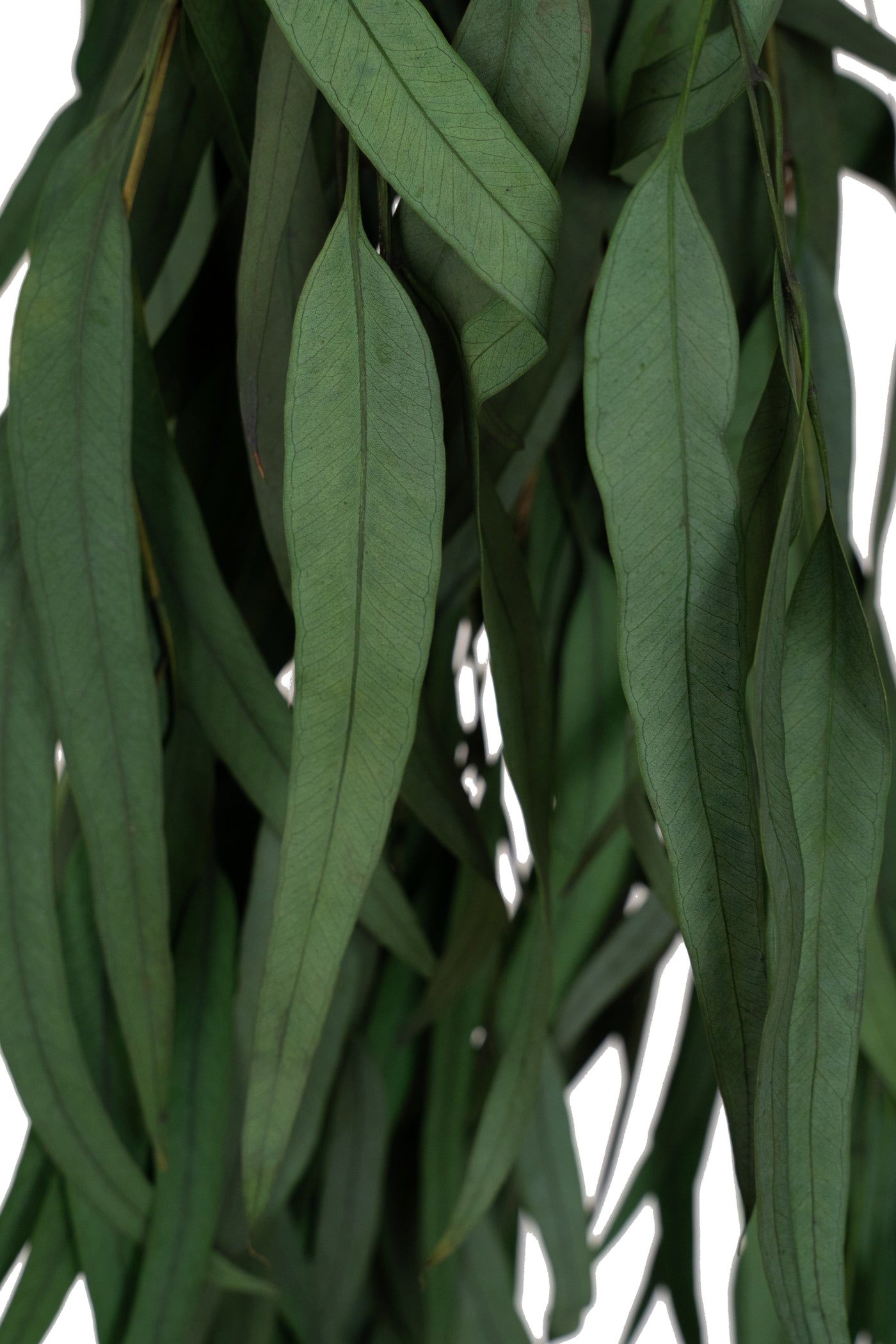 Crenguta conservata de Eucalipt nicoly H40-80 cm verde deschis