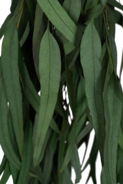 Crenguta conservata de Eucalipt nicoly H40-80 cm verde deschis