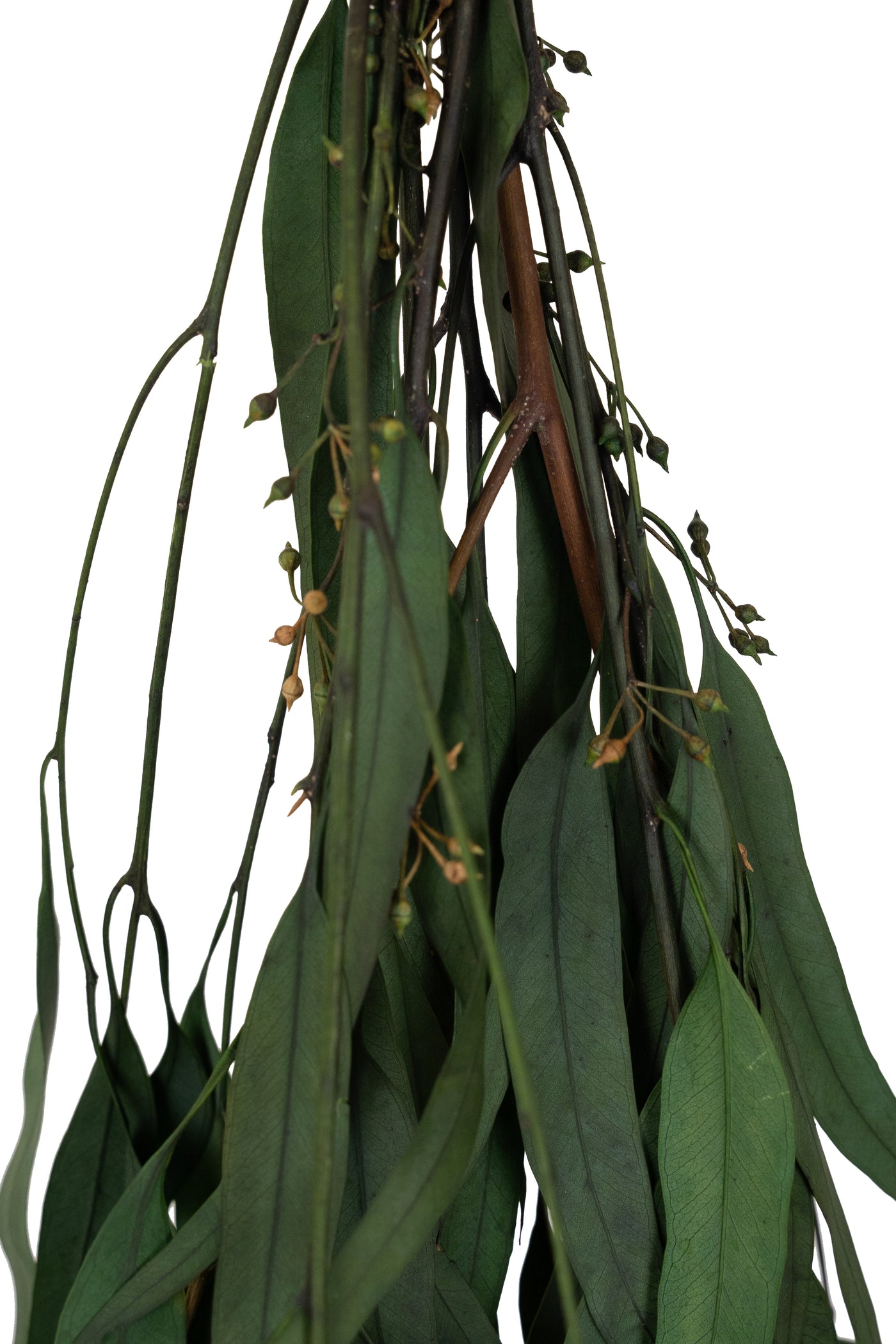 Crenguta conservata de Eucalipt nicoly H40-80 cm verde deschis
