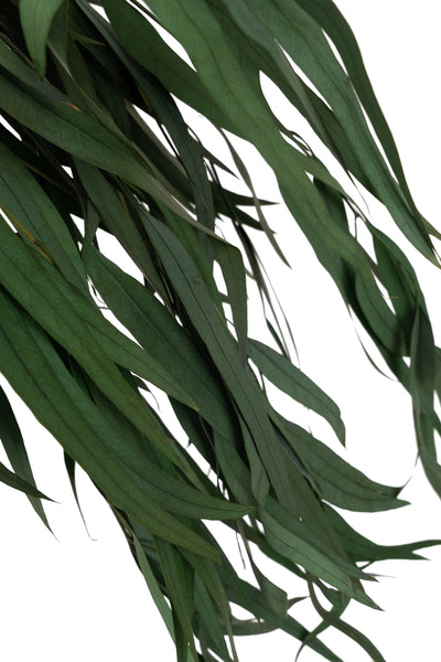 Crenguta conservata de Eucalipt nicoly H40-80 cm verde deschis