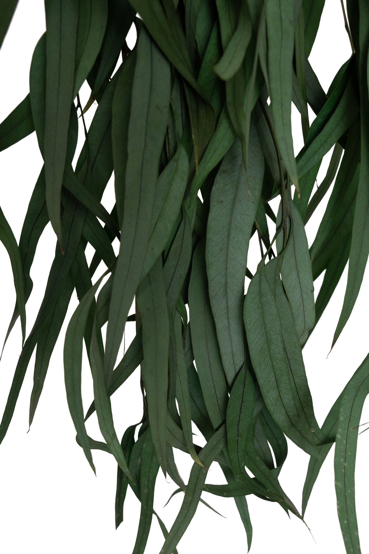 Crenguta conservata de Eucalipt nicoly H40-80 cm verde deschis