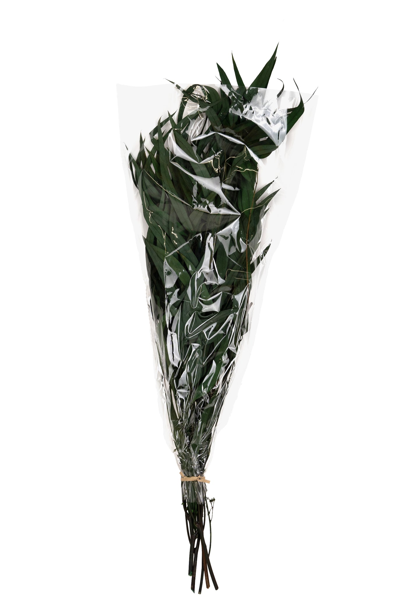 Crenguta conservata de Eucalipt nicoly H40-80 cm verde deschis