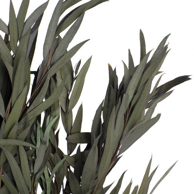 Crenguta conservata de Eucalipt nicoly H40-80 cm. verde inchis