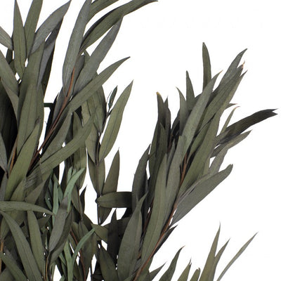 Crenguta conservata de Eucalipt nicoly H40-80 cm. verde inchis