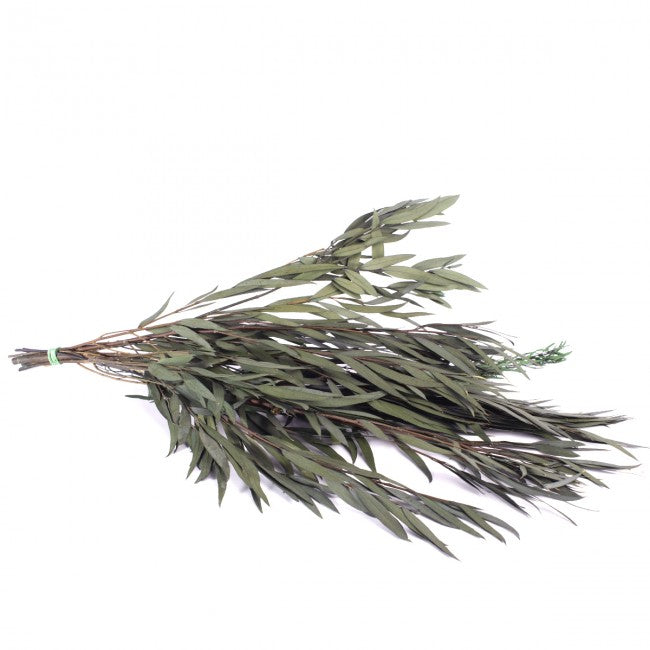 Crenguta conservata de Eucalipt nicoly H40-80 cm. verde inchis