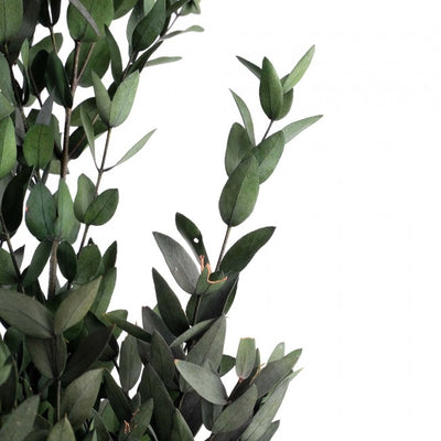 Crenguta conservata de Eucalipt parvifolia H40-80 cm. verde