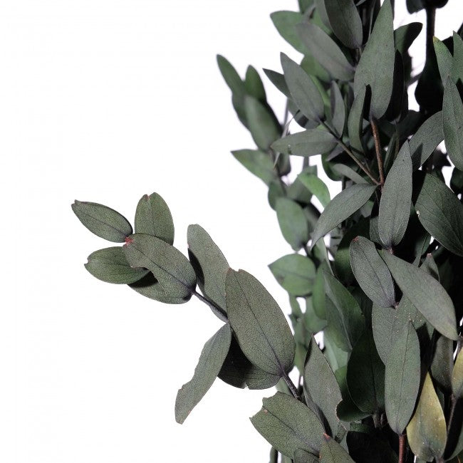 Crenguta conservata de Eucalipt parvifolia H40-80 cm. verde