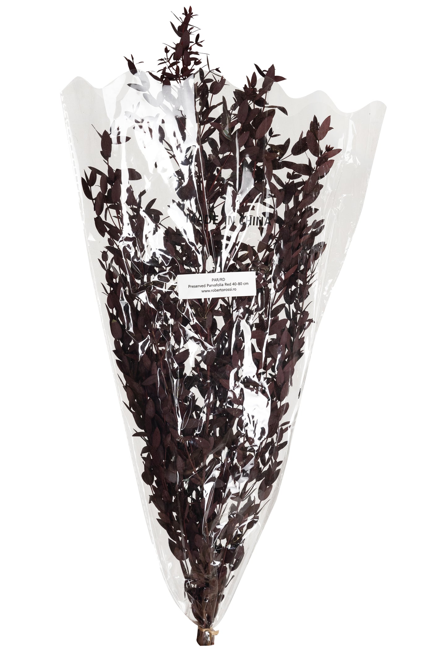 Crenguta conservata de Eucalipt parvifolia H60-70 cm burgundy