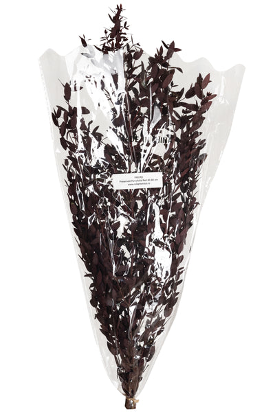 Crenguta conservata de Eucalipt parvifolia H60-70 cm burgundy