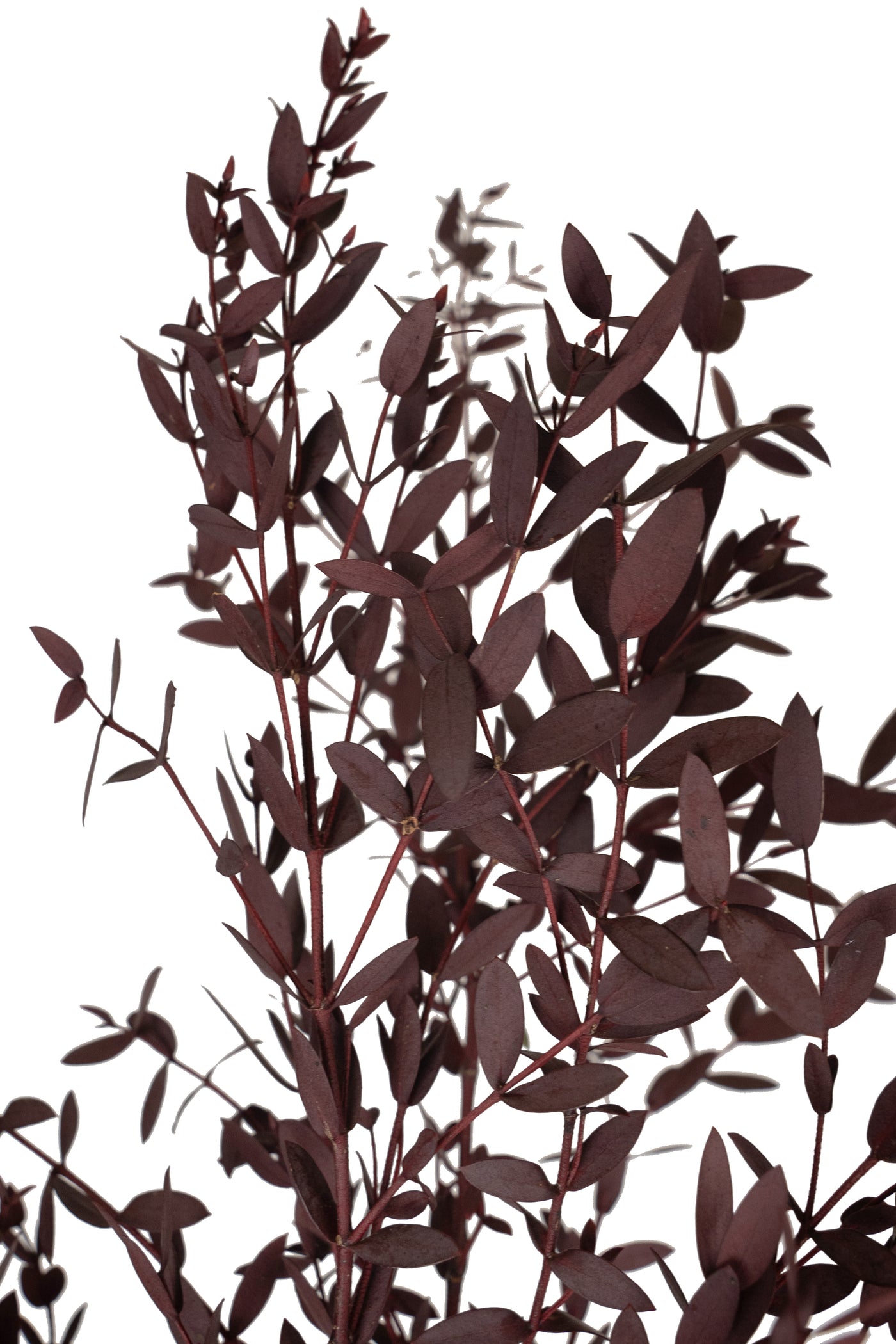 Crenguta conservata de Eucalipt parvifolia H60-70 cm burgundy
