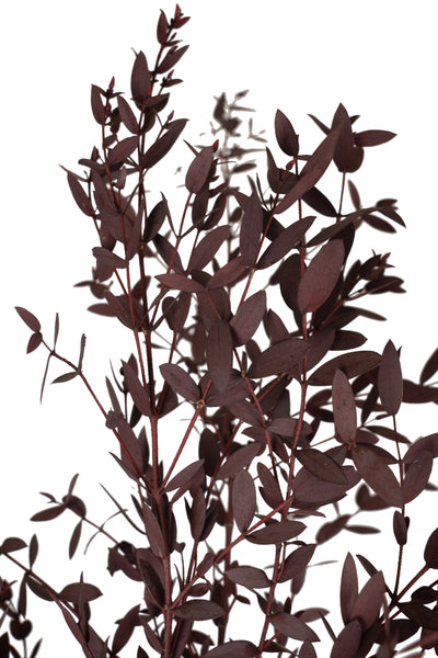 Crenguta conservata de Eucalipt parvifolia H60-70 cm burgundy