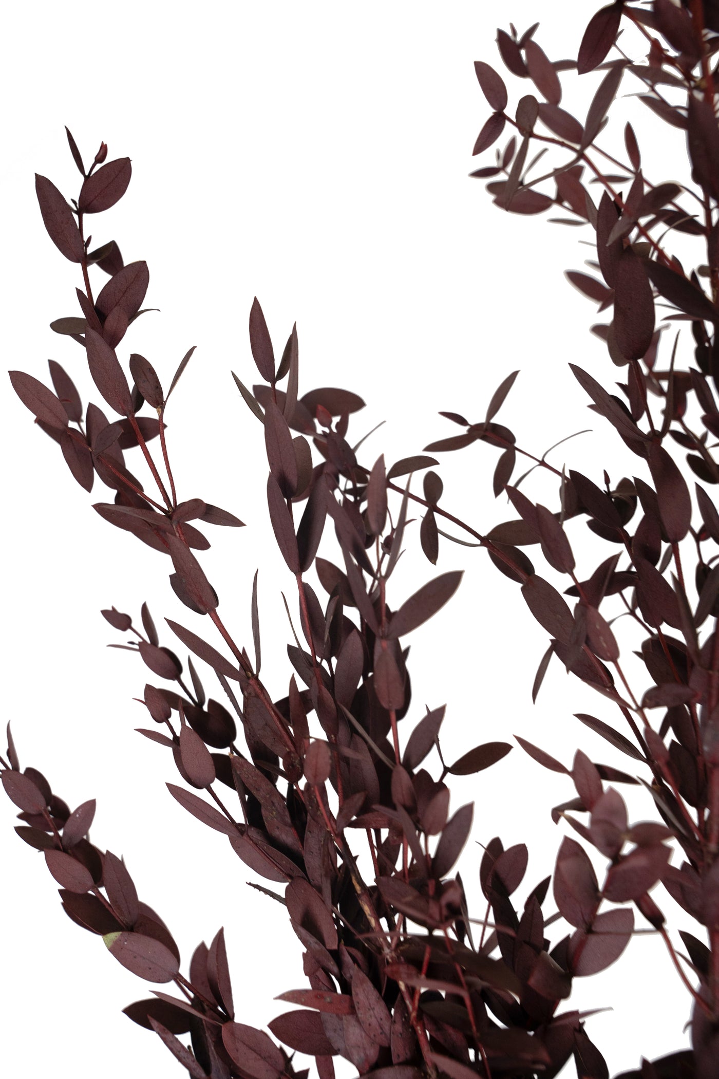 Crenguta conservata de Eucalipt parvifolia H60-70 cm burgundy