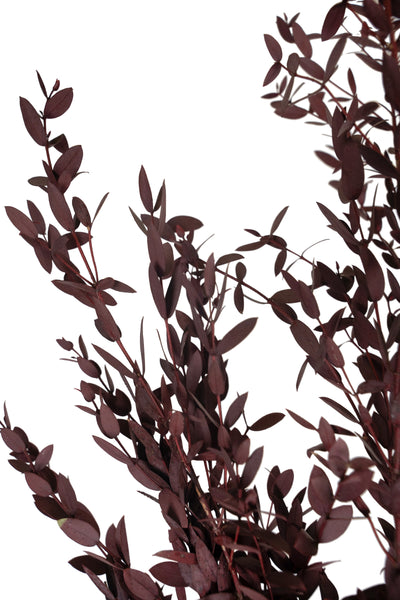 Crenguta conservata de Eucalipt parvifolia H60-70 cm burgundy