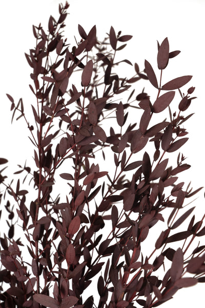 Crenguta conservata de Eucalipt parvifolia H60-70 cm burgundy