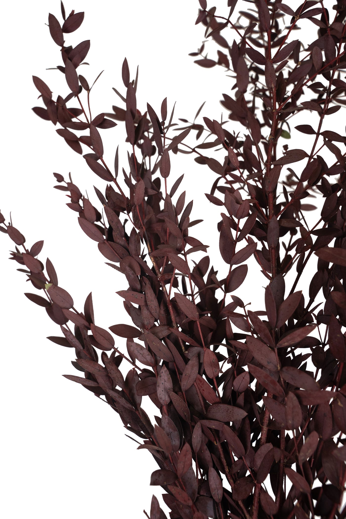 Crenguta conservata de Eucalipt parvifolia H60-70 cm burgundy