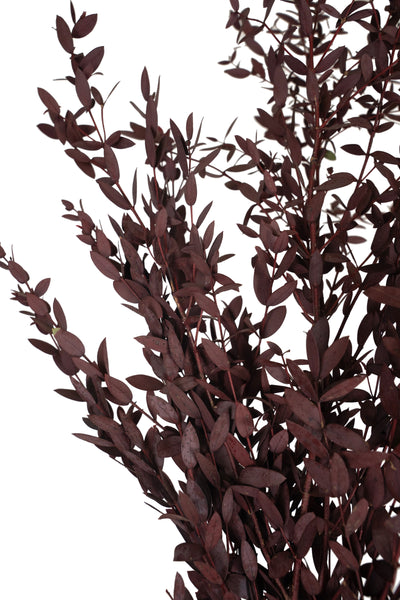 Crenguta conservata de Eucalipt parvifolia H60-70 cm burgundy