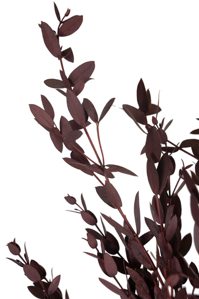 Crenguta conservata de Eucalipt parvifolia H60-70 cm burgundy