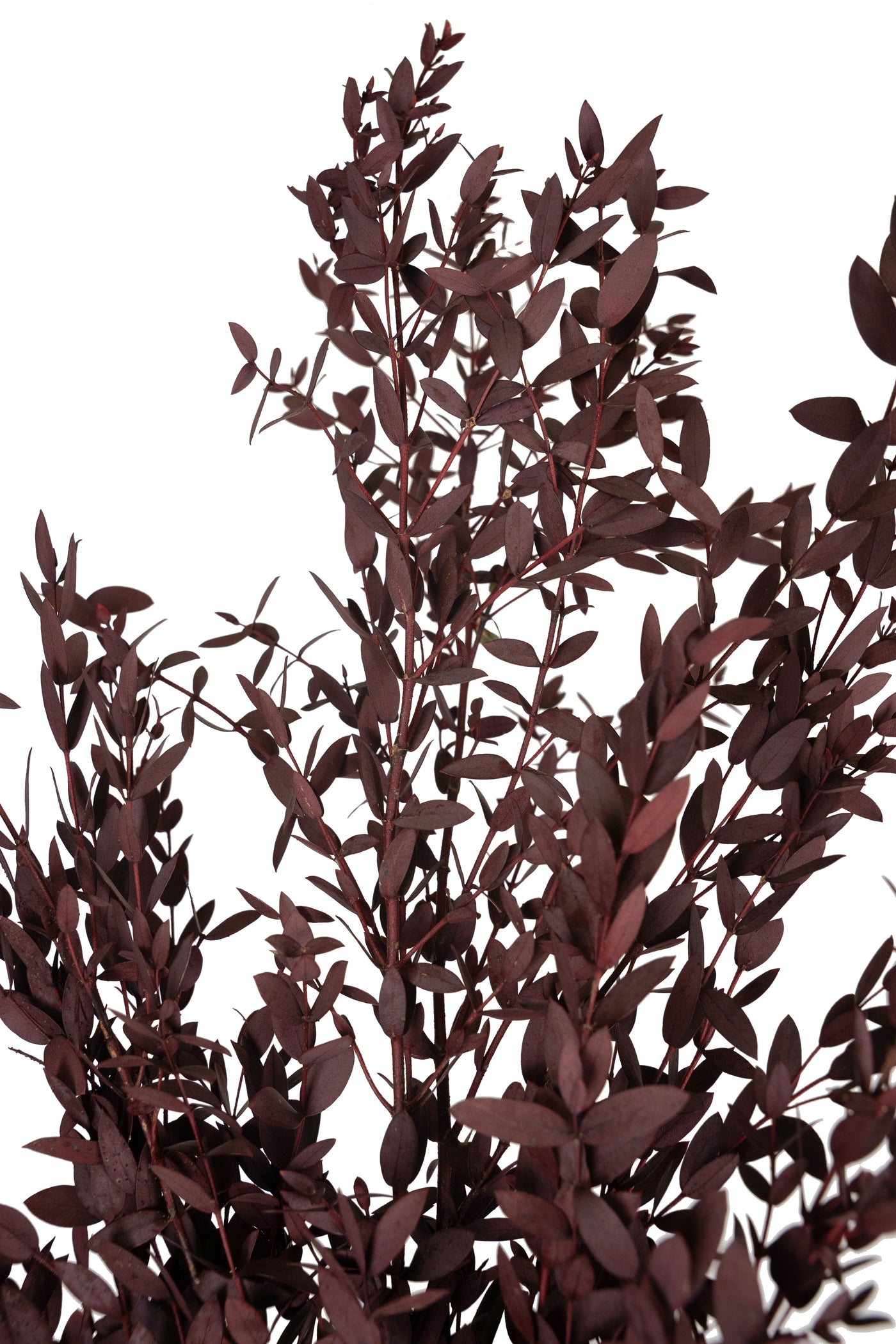 Crenguta conservata de Eucalipt parvifolia H60-70 cm burgundy