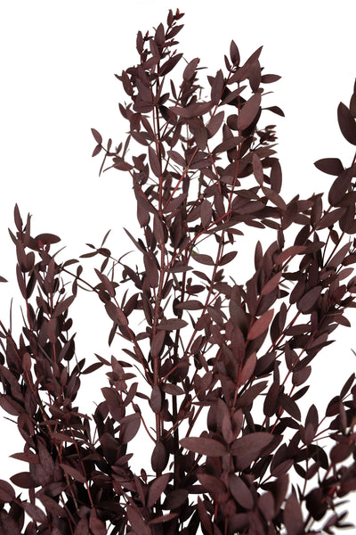 Crenguta conservata de Eucalipt parvifolia H60-70 cm burgundy