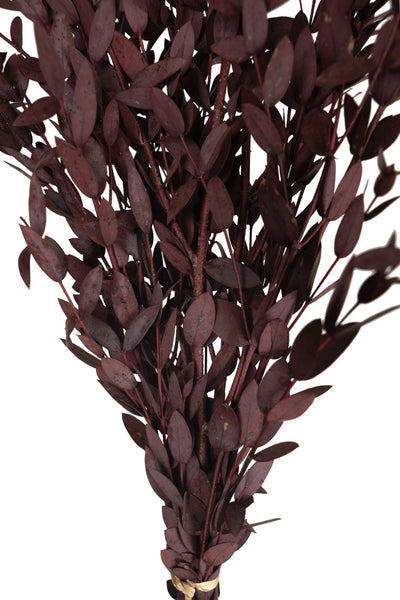 Crenguta conservata de Eucalipt parvifolia H60-70 cm burgundy