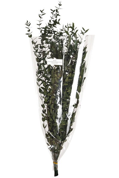 Crenguta conservata de Eucalipt parvifolia H60-70 cm. galbena