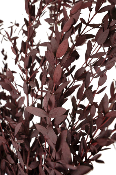 Crenguta conservata de Eucalipt parvifolia H60-70 cm. rosu