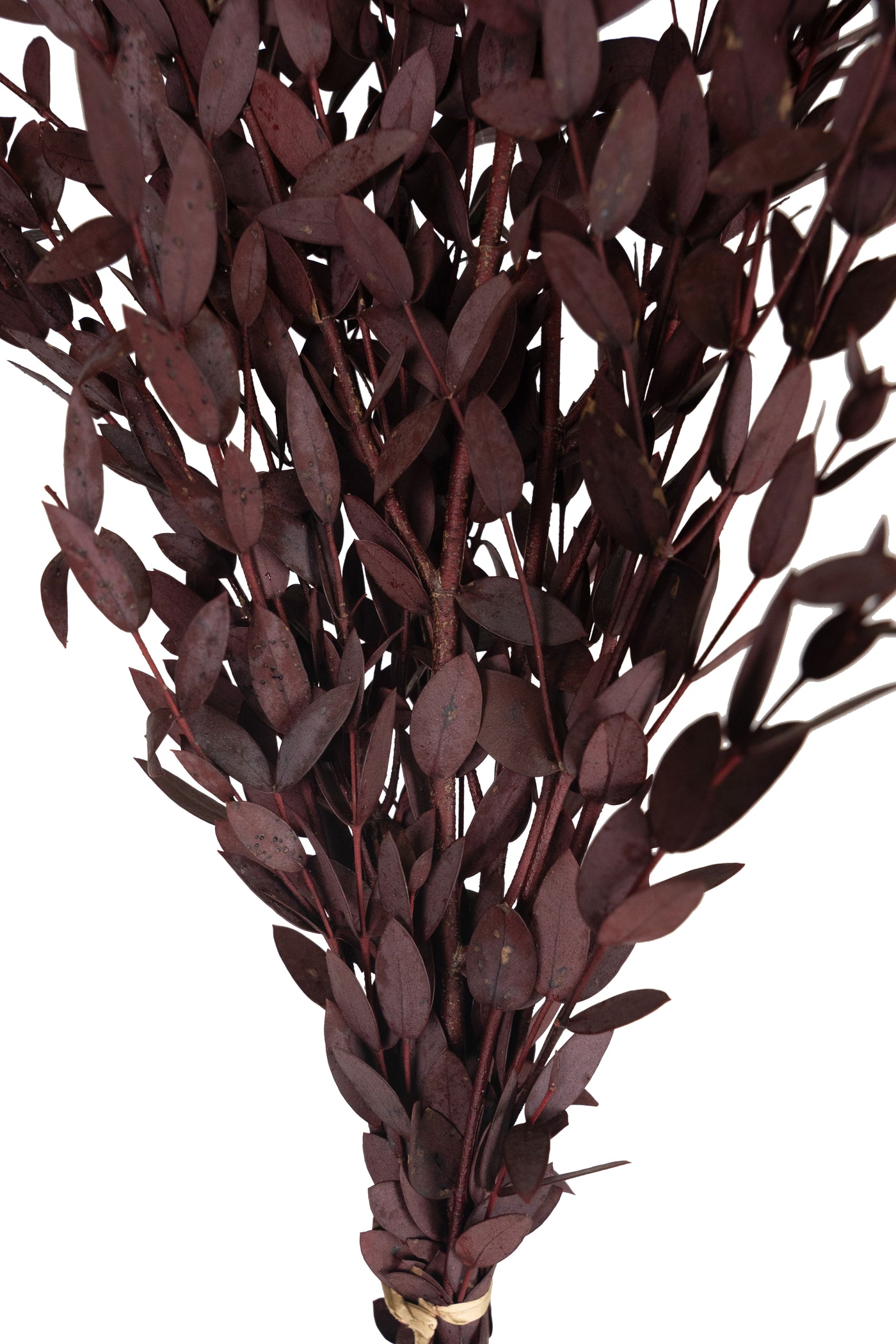 Crenguta conservata de Eucalipt parvifolia H60-70 cm. rosu