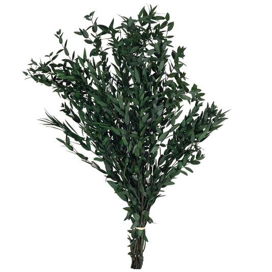 Crenguta conservata de Eucalipt parvifolia H60-70 cm verde inchis RR1